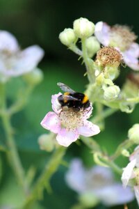 Nectar close up summer photo