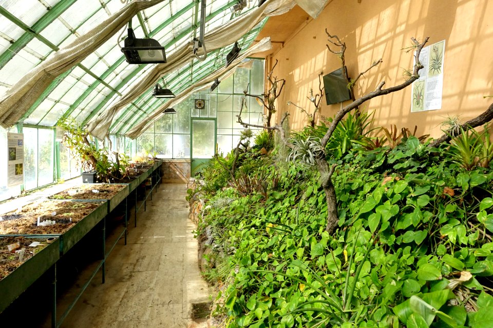 Interior, Monumental Greenhouse - Orto botanico - Rome, Italy - DSC09931