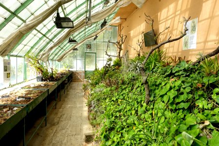 Interior, Monumental Greenhouse - Orto botanico - Rome, Italy - DSC09931