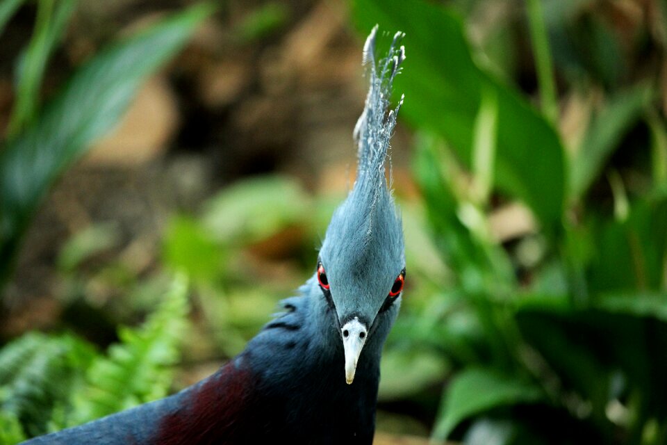 Animal wild feather