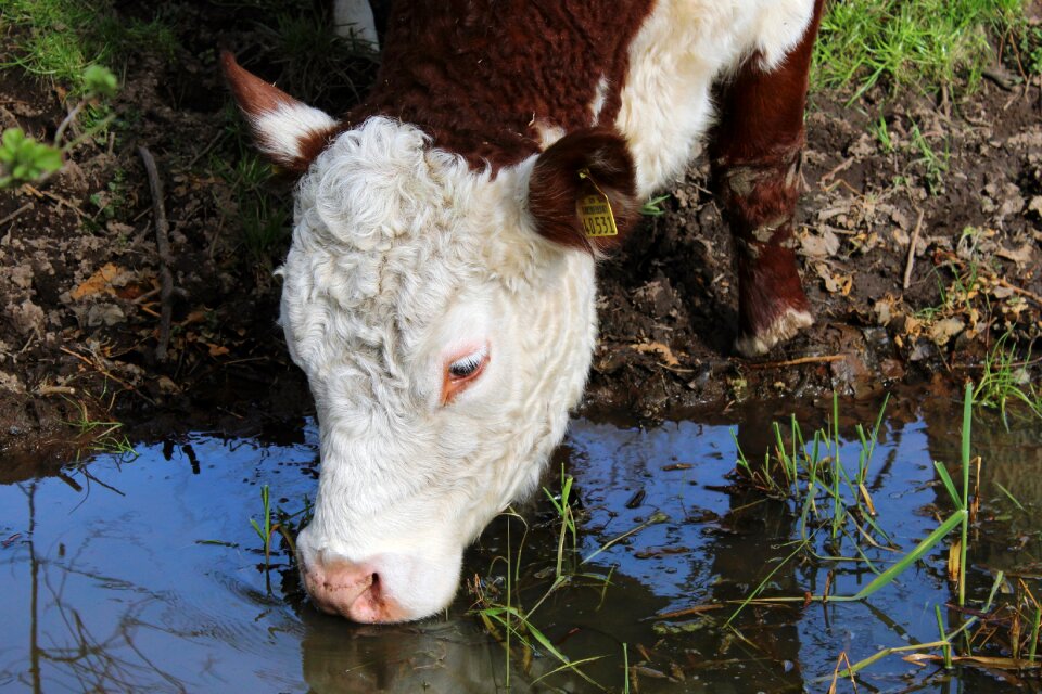 Nature livestock ruminant