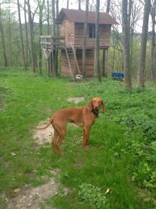 Interested Dog