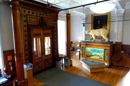Interior of Redpath Museum - Redpath Museum - McGill University - Montreal, Canada - DSC08279