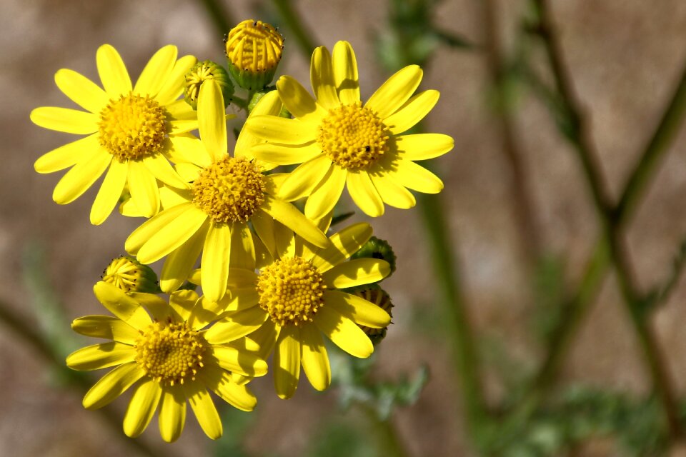 Yellow yellow flowers yellow wild flowers