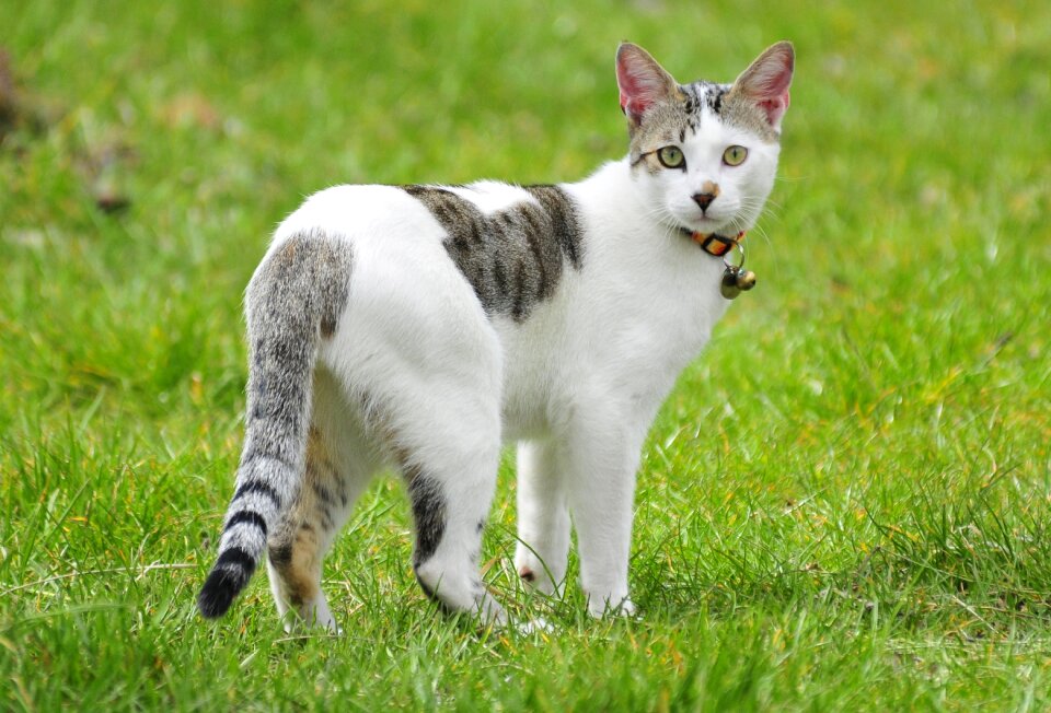 Feline kitten animal