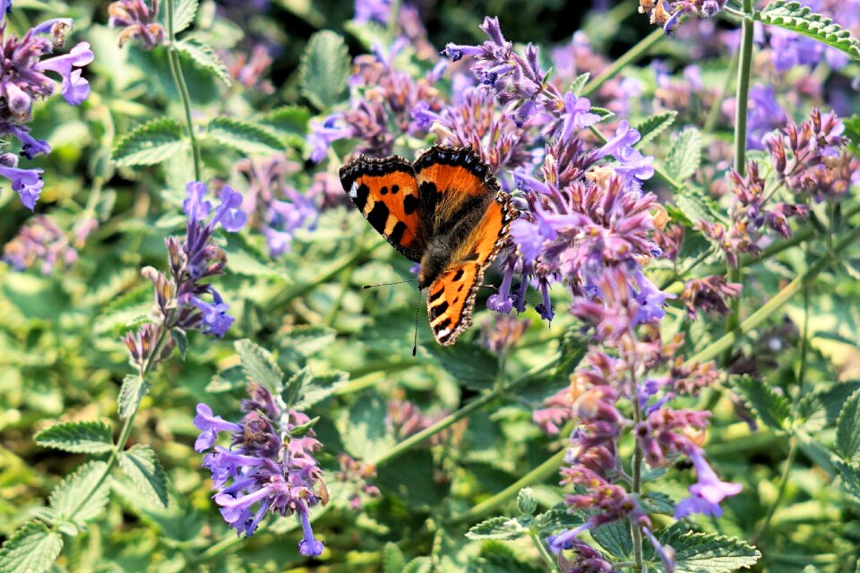 Flying colorful nature