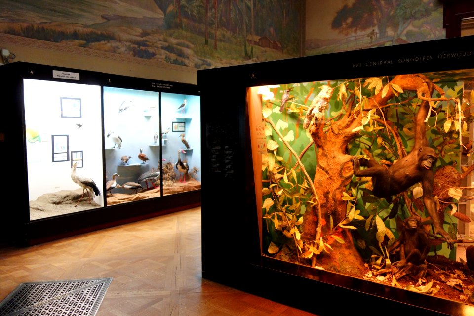 Interior view - Royal Museum for Central Africa - DSC06797