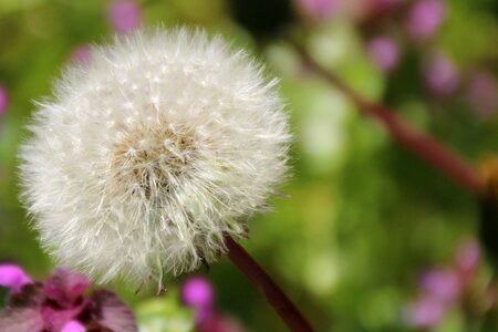 Seeds nature pointed flower