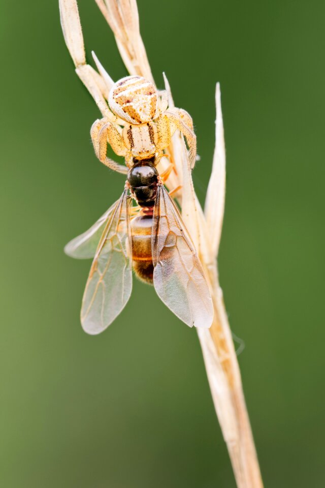 Nature spider animal world photo