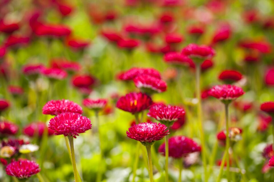 Green vivid color flowers
