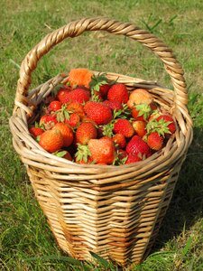 Basket berry harvesting