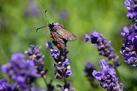 Bastardsvärmare butterfly lavender photo