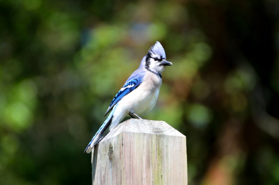 Nature wildlife animal