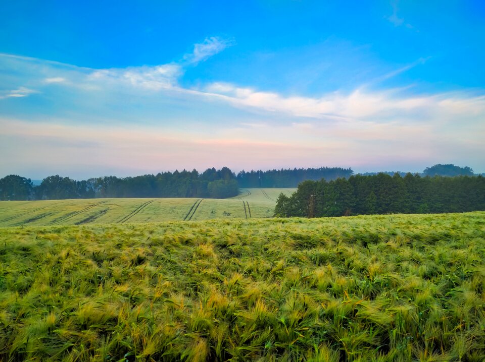 Meadow crop agriculture photo