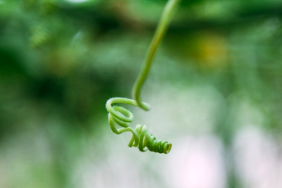 Blooming plant spring