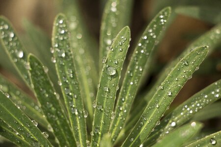 Green dew leaf