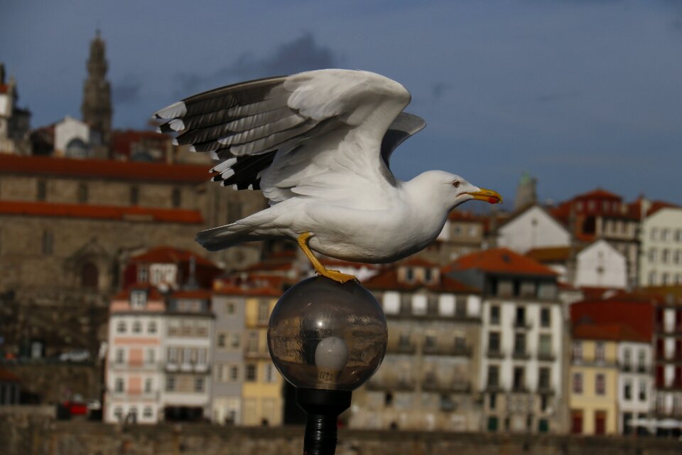 Seagull landscape city tour