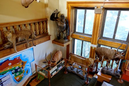 Interior of Redpath Museum - Redpath Museum - McGill University - Montreal, Canada - DSC08266