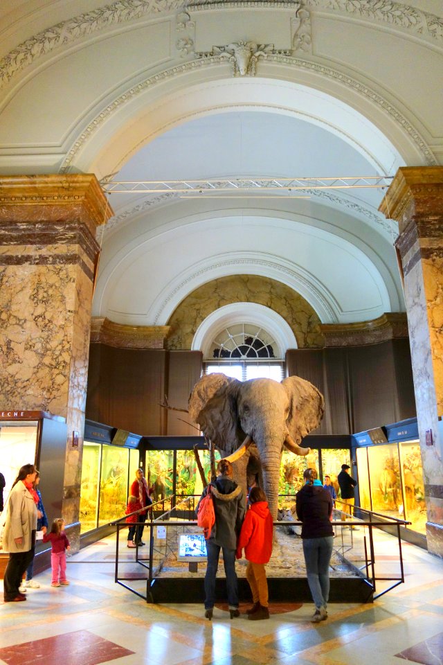 Interior view - Royal Museum for Central Africa - DSC06929