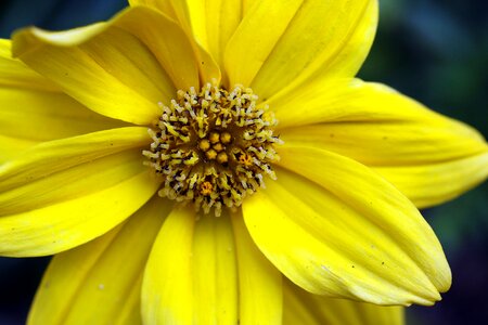 Potted measure stamens