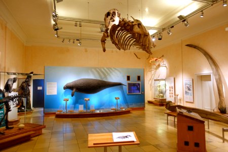 Interior view - Naturhistorisches Museum, Braunschweig, Germany - DSC05193