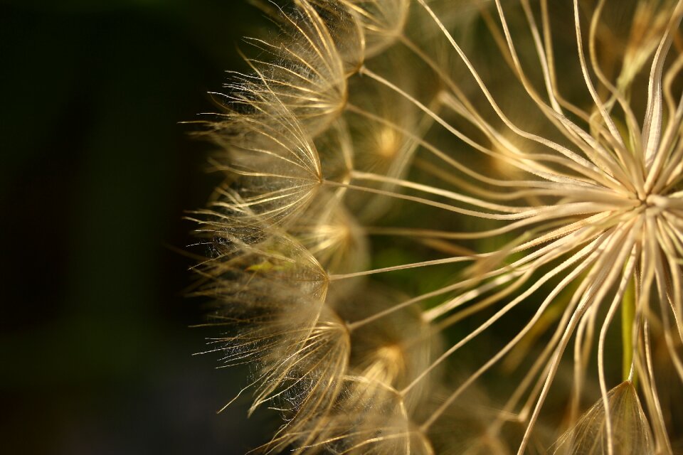 Vivid color flowers macro