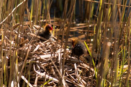 Nature bird's nest netherlands