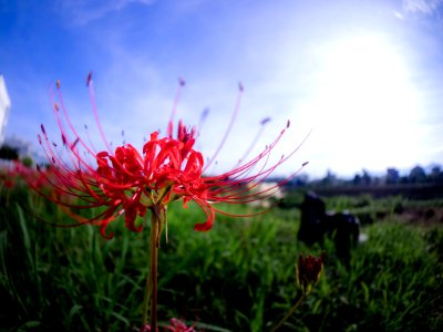 Hurricane Lily (173440077)