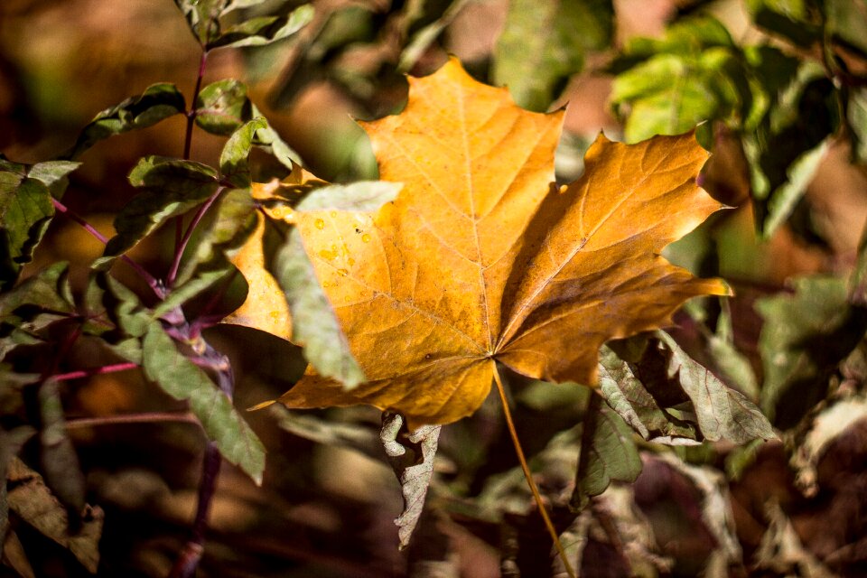 Autumn the bushes yellow
