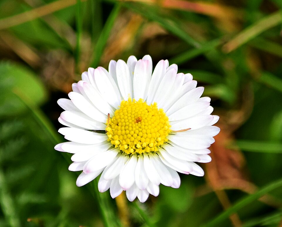Green meadow grass summer
