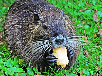 Nature mammal closeup