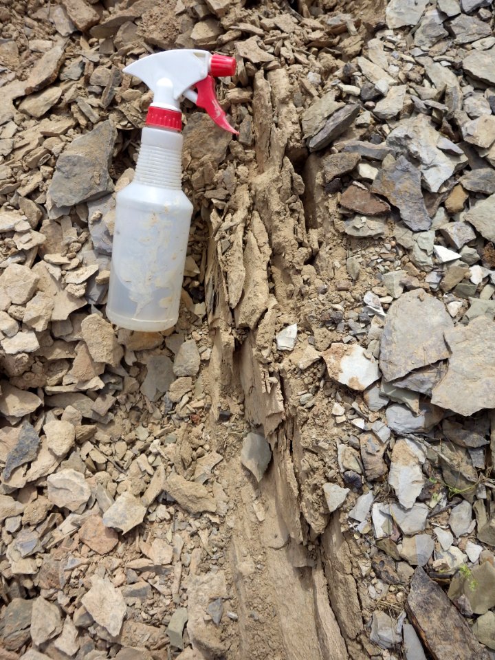 Hunting Trilobites in Shale alongside the Old Spanish Trail Highway in the Nopah Range, Inyo County, California