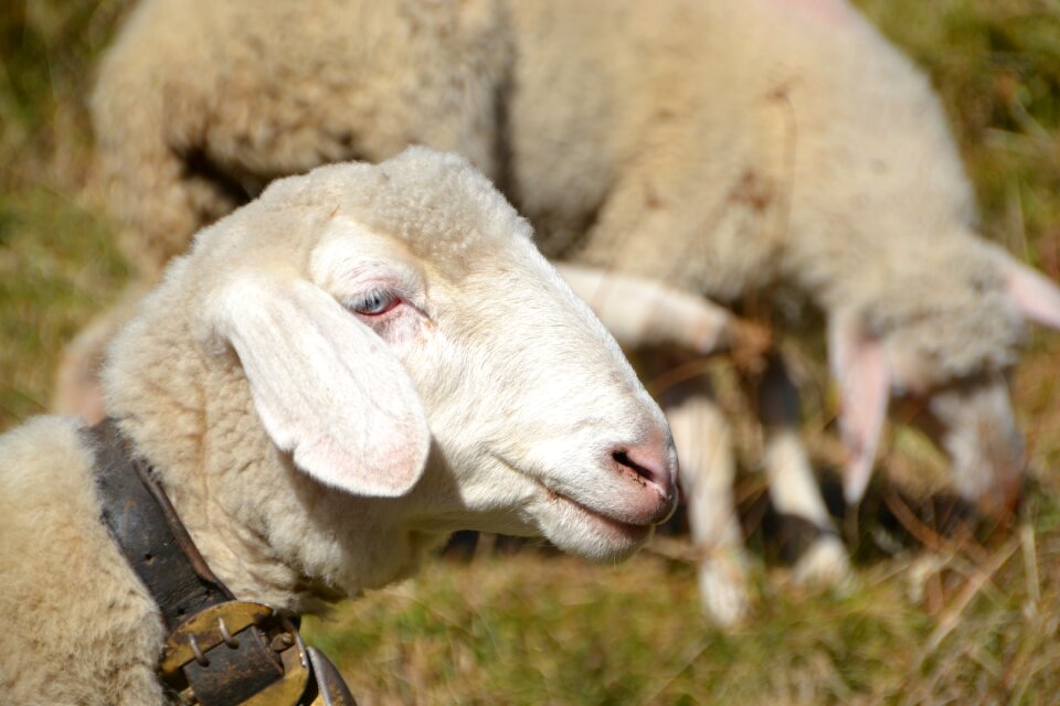 Wool nature sheep's wool