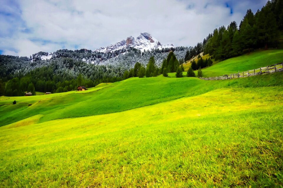 Meadow field forest photo