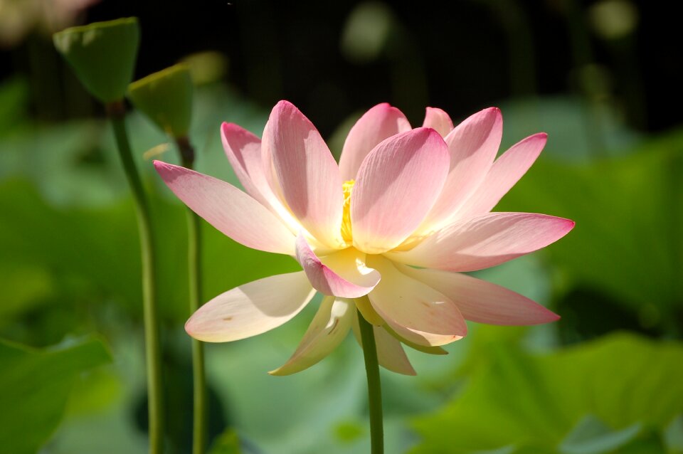Lotus flower garden park