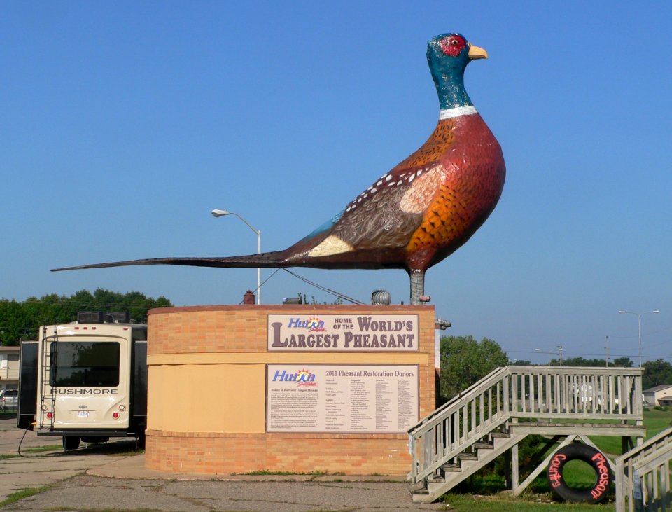 Huron, SD, large pheasant from E 1