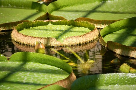 Waterlily garden park