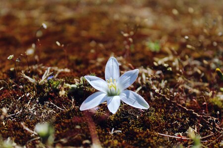 White background white flower photo