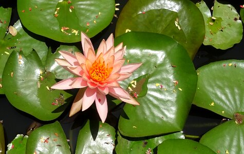 Peach glow nymphaeaceae lily