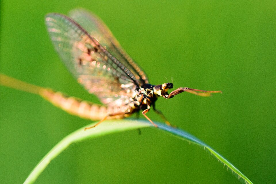 Fly nature bug photo