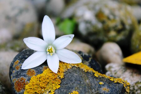 White background white flower