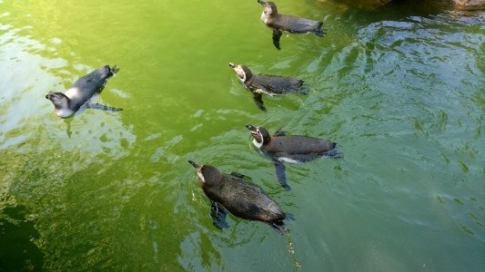 Humboldtpinguine