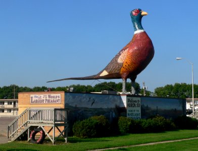 Huron, SD, large pheasant from NE 1