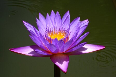 Tropical day-blooming waterlily photo