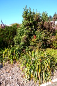 Humboldt Botanical Garden - Eureka, California - DSC02544