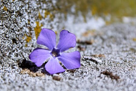 Purple flower nature plant