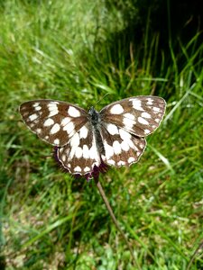 Nature butterfly close up