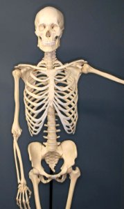Human-Skeleton photo