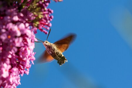 Flying flower summer