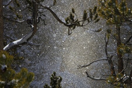 Snowfall snowflakes flakes photo
